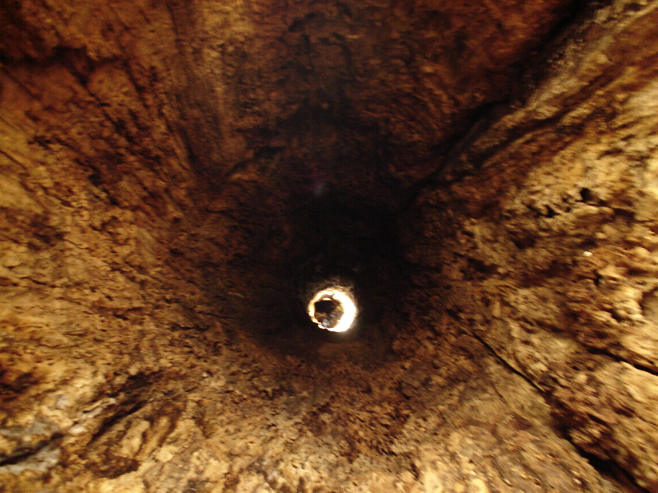 Sacred_Grove_Hollow_Tree